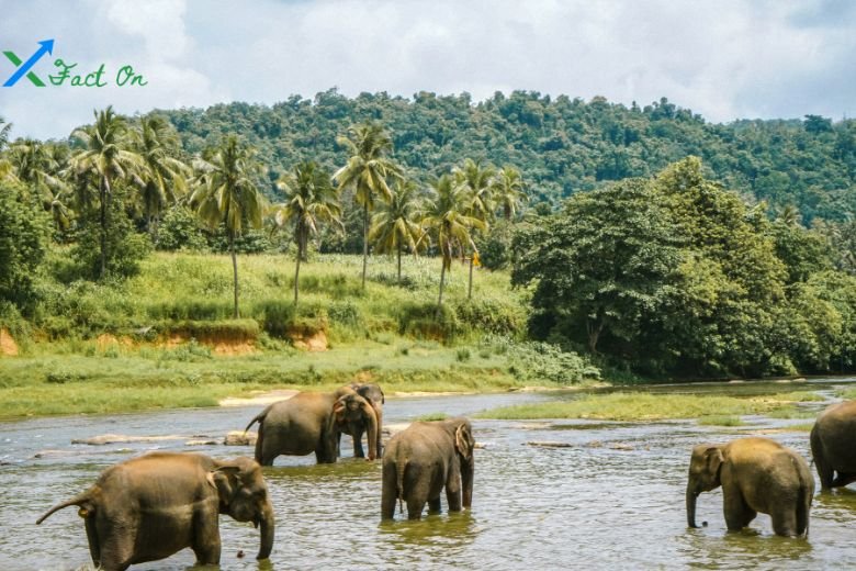 বন্যপ্রাণী সংরক্ষণের প্রয়োজনীয়তা